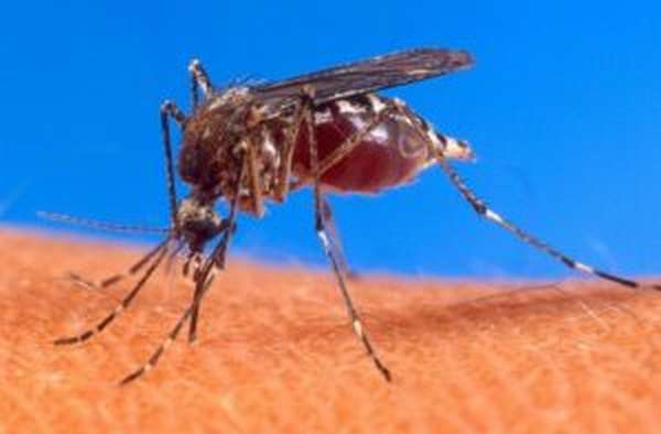 Особенности укуса комара